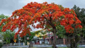 9 of the fastest growing trees for a privacy screen in your yard