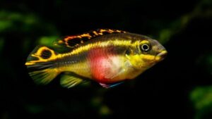 Top 9 Cichlids We Love To Keep In 29 Gallon Aquariums