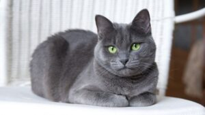 10 Longest Living Cat Breeds