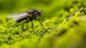 8 Ways to Get Rid of Gnats in Your Home