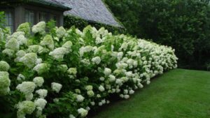 6 Stunning White Hydrangea Bushes To Grow