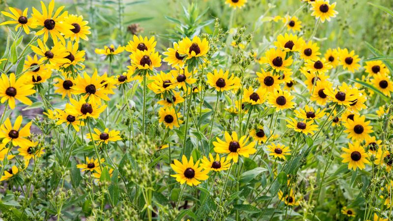 7 Best Perennial Flowers That Bloom Every Year