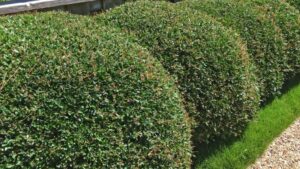 7 Boxwood Alternatives For Evergreen Landscape Elegance