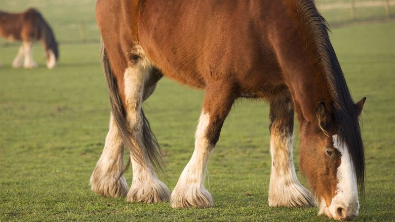 7 Horse Breeds That Tower Above The Rest