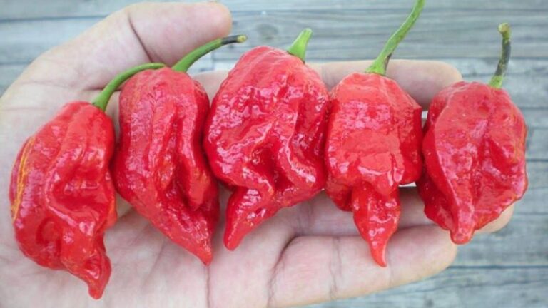 7 Of The Hottest Peppers In The World