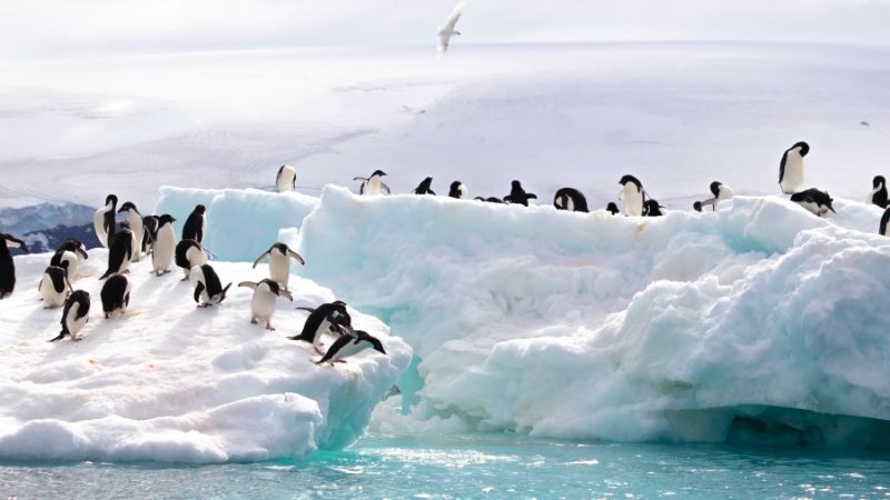 7 amazing facts about Antarctica