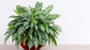 Houseplants That Are Super Easy to Care For