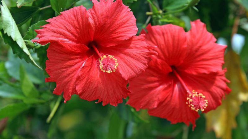 9 Must Know Tips For Pruning Hibiscus Plants