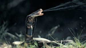 9 Of The Deadliest Snakes In The World