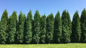 9 Of The Rapidly Growing Trees For A Privacy Screen In Your Yard