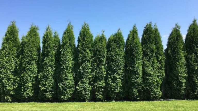 9 Of The Rapidly Growing Trees For A Privacy Screen In Your Yard