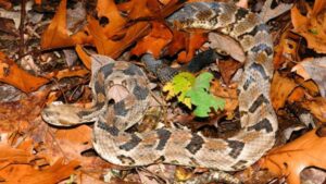 Largest Timber Rattlesnake Ever Recorded