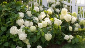 Small Hydrangeas That Won't Overgrow Your Space