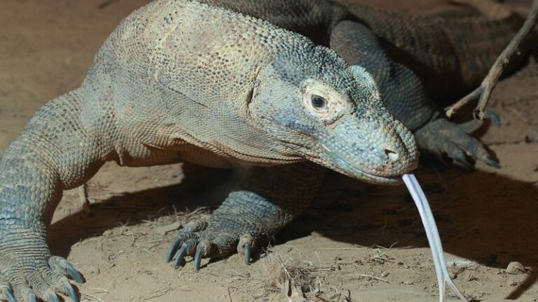 The 6 Largest Komodo Dragon Ever