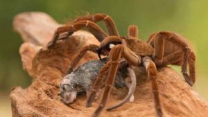 Biggest Spiders Still Crawling The Earth In 2024