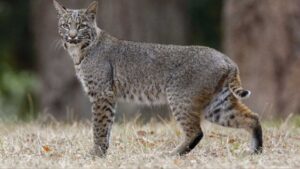 The Top 10 Most Likely Places To Encounter Bobcats In The United States