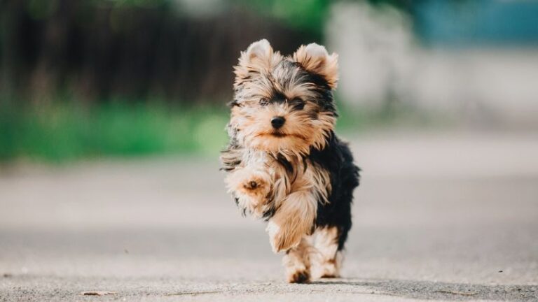 Top 6 Reasons To Own A Yorkie