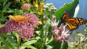 Top 8 Types Of Milkweed To Support Monarch Butterflies