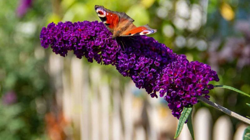 Top 9 Bushes With Pretty Purple Flowers